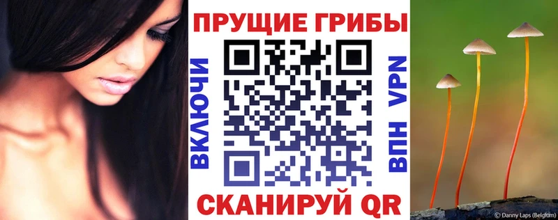 Купить закладки  Ковдор  Галлюциногенные грибы MAGIC MUSHROOMS 